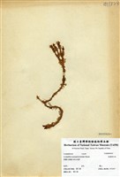 藏品(反捲葉石松)的圖片